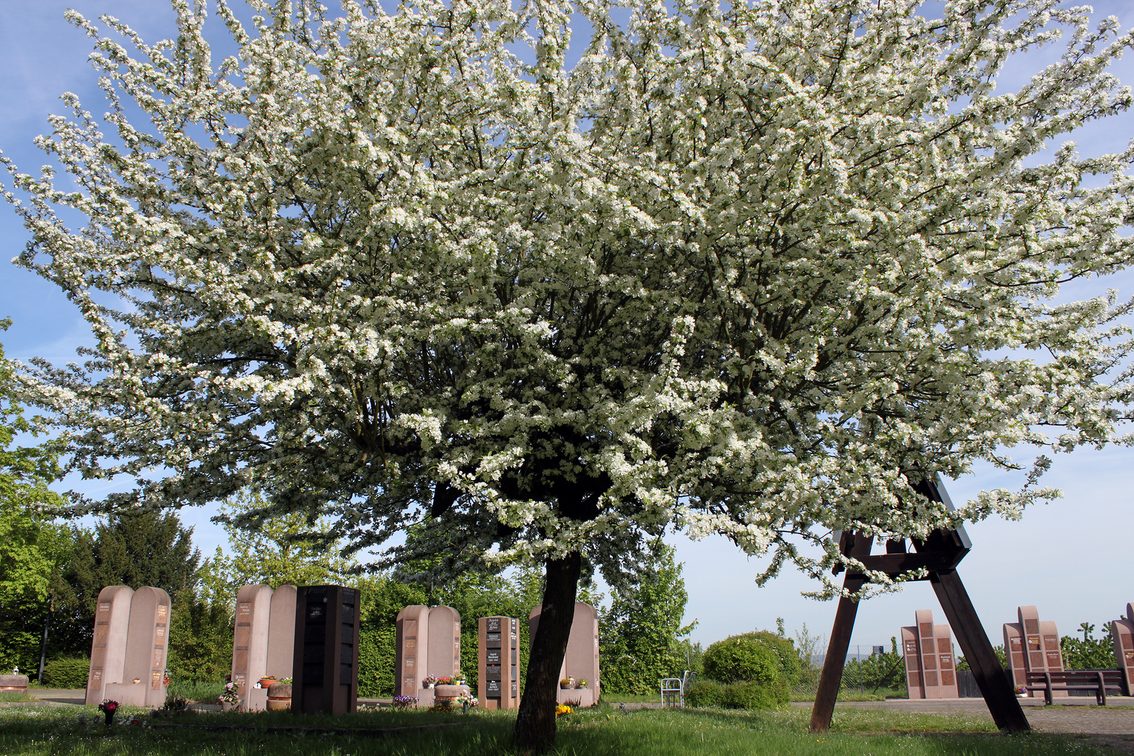 Unter Blüten: Eine Kolumbarienanlage auf dem Bezirksfriedhof Mainz-West.