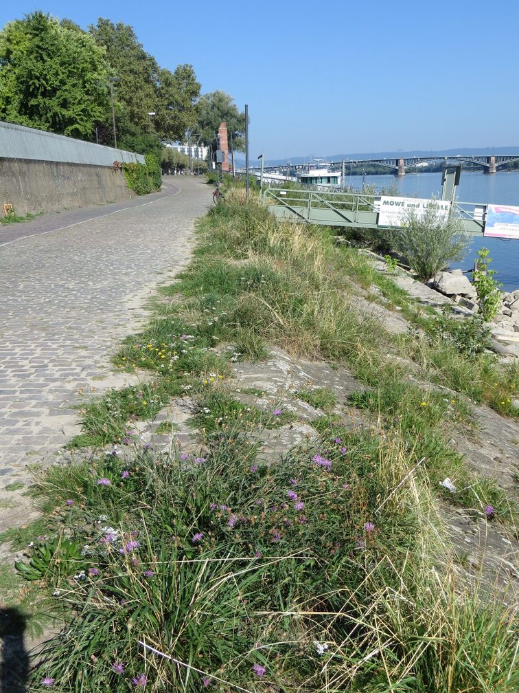 Roślinność brzegów Renu