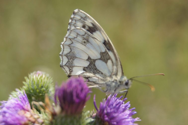 Motyl na kwiecie ostu