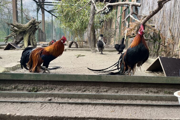 Hühner im Zoo Mainz