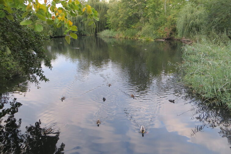 Flora und Fauna am Teich