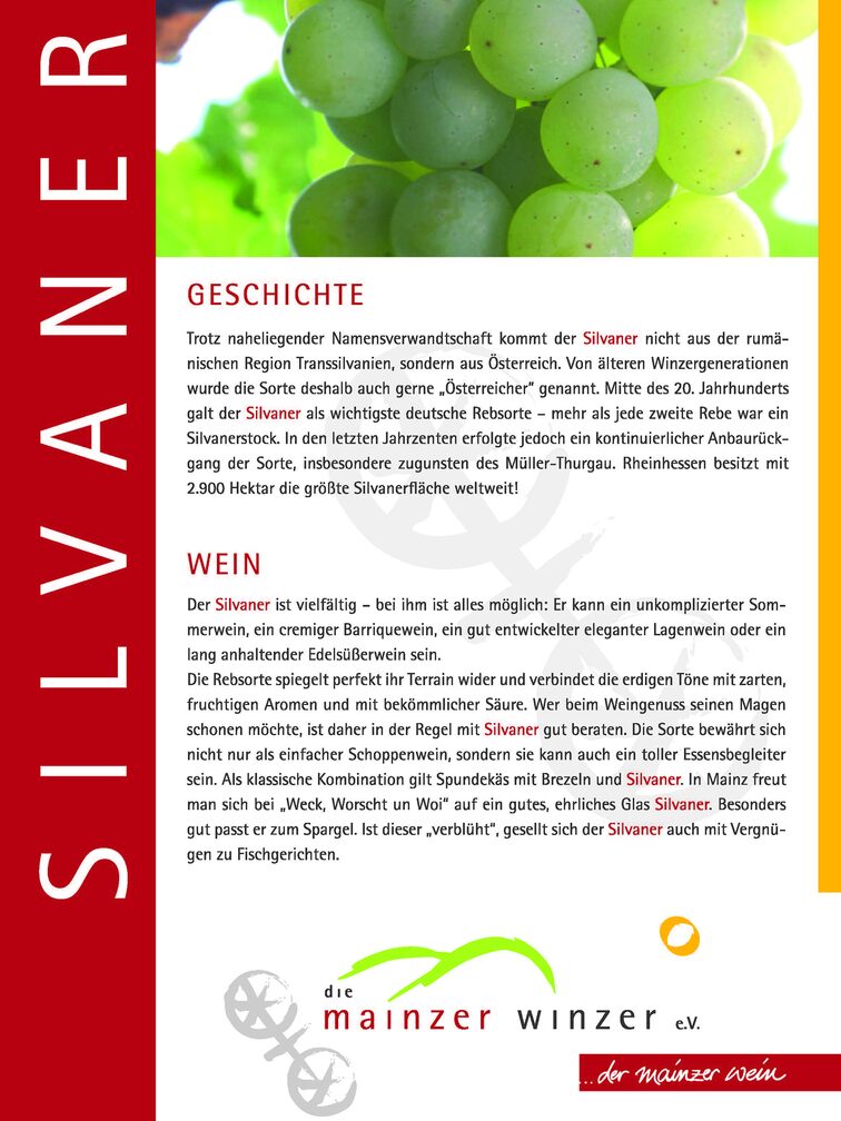 Tafel des Weinlehrpfades zum Thema Silvaner