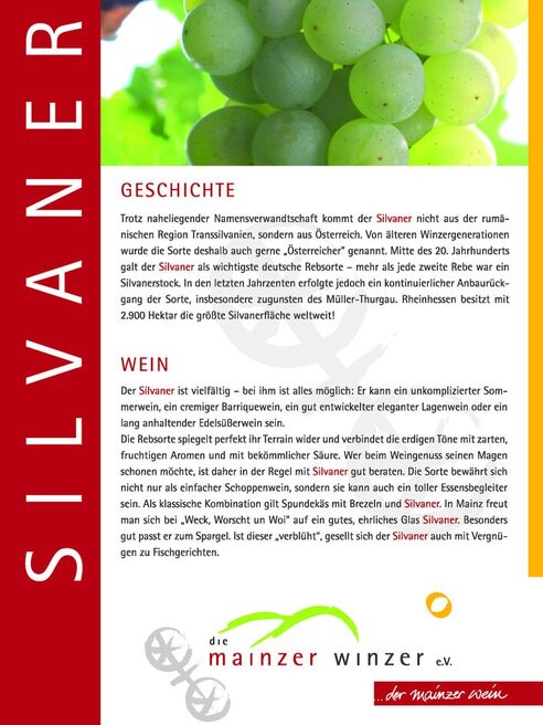 Tafel des Weinlehrpfades zum Thema Silvaner