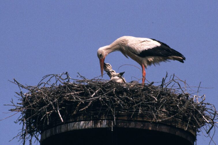 Storch