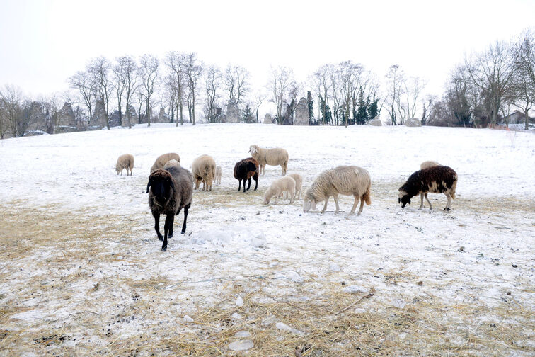 Schafe im Schnee in der Nähe der Römersteine