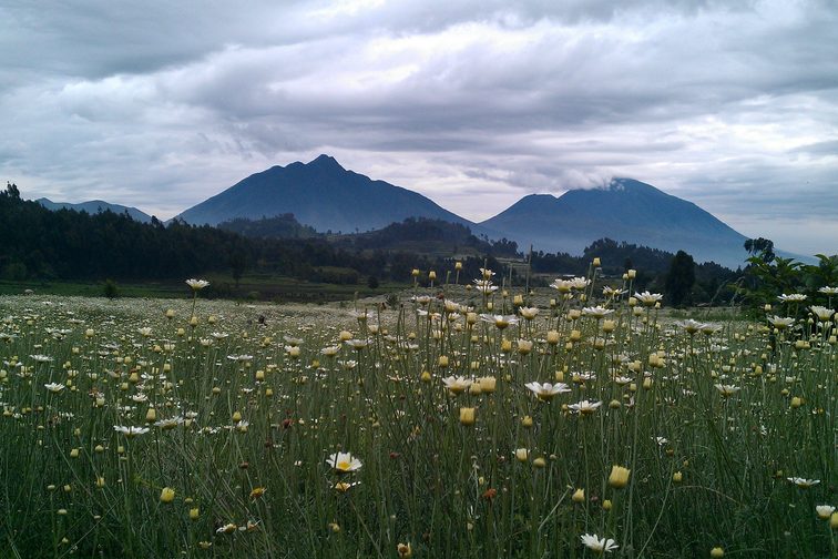 Virunga volcanoes, in the foreground pyrethral environment