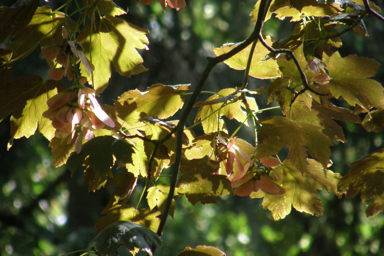 Berg-Ahorn mit Früchten