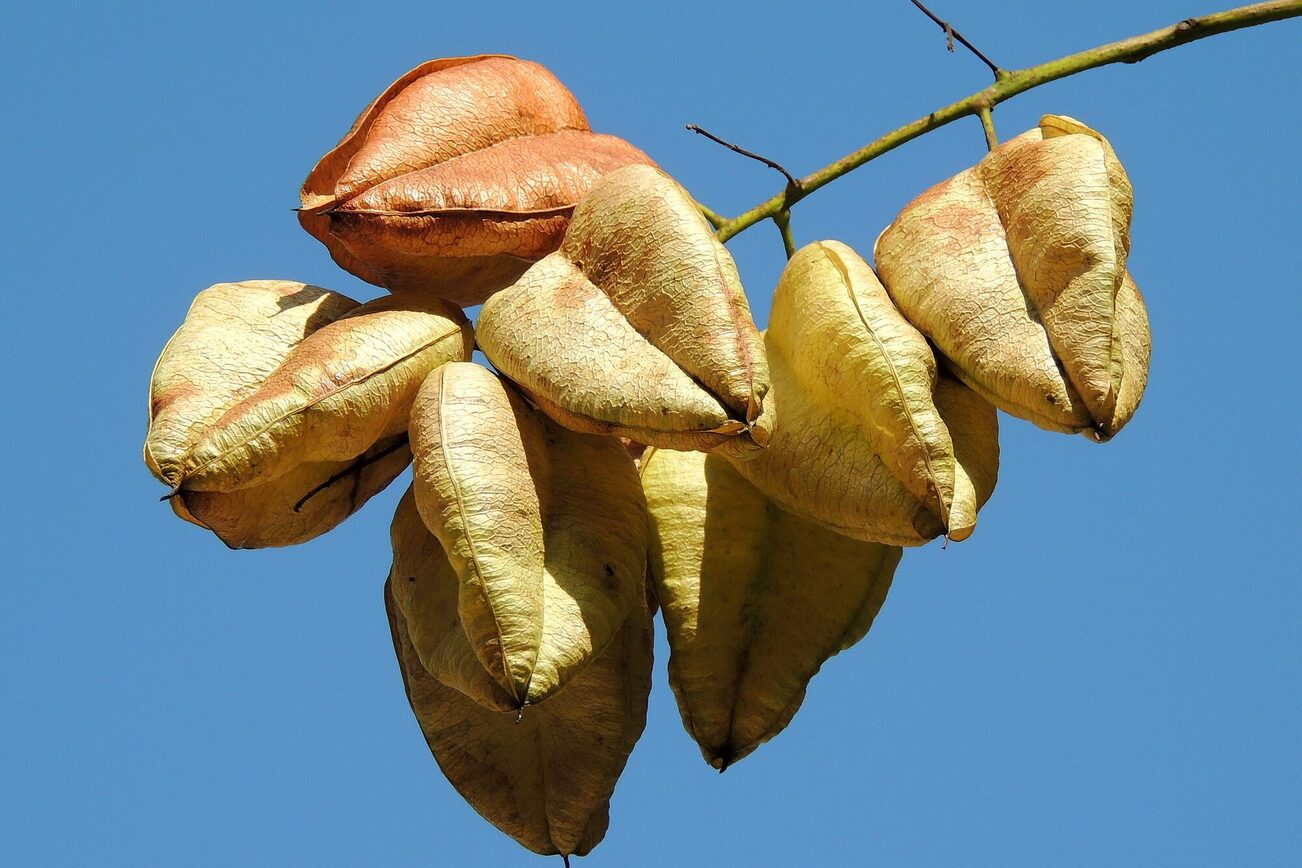 Früchte der Blasenesche