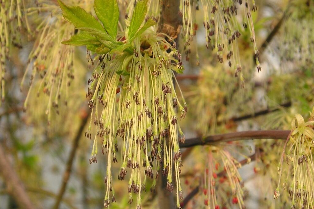 Eschen-Ahorn mit Früchten