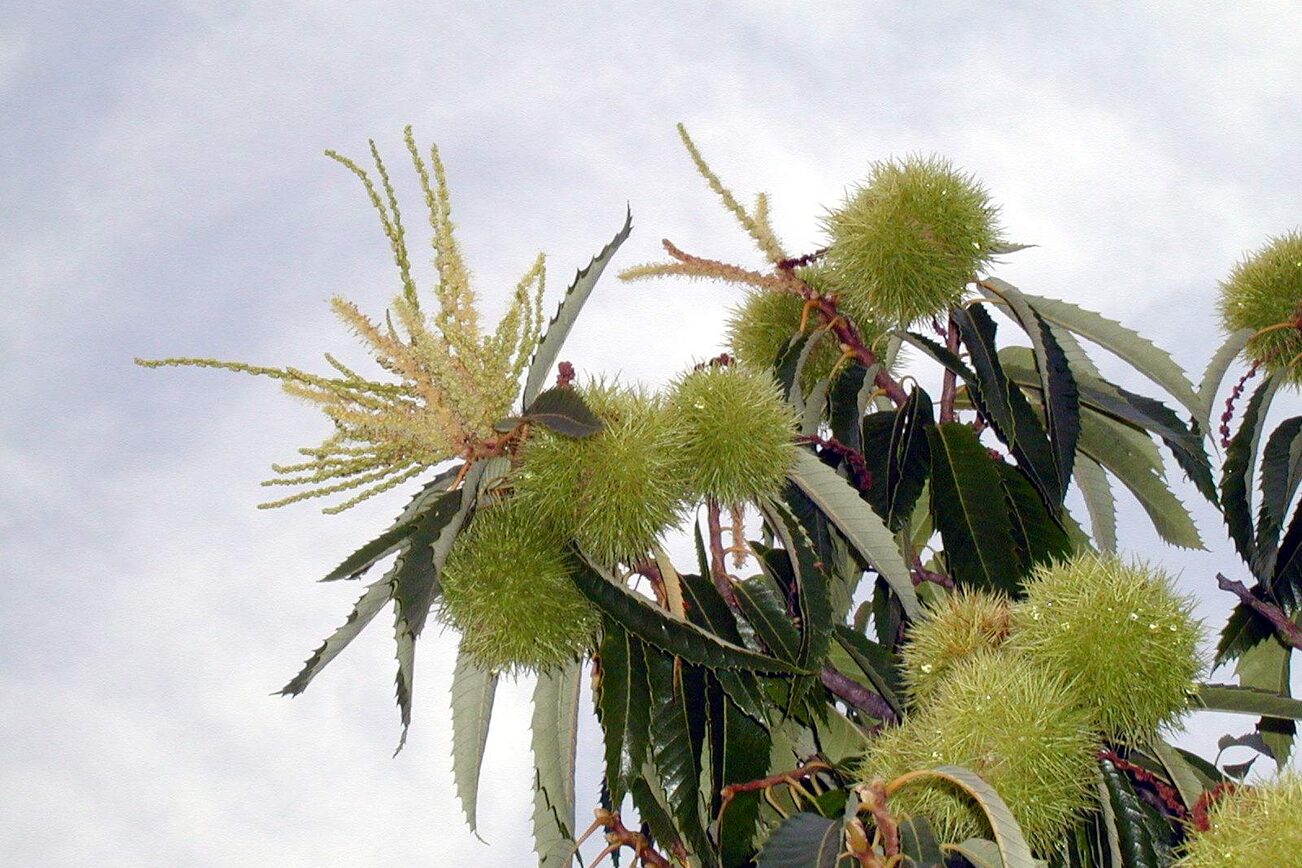 Maronenblüte mit Stachelfrucht