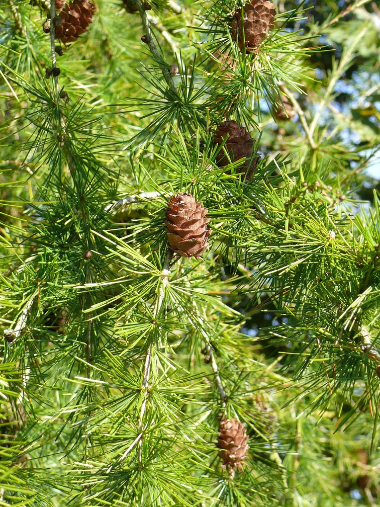 Europäische Lärche