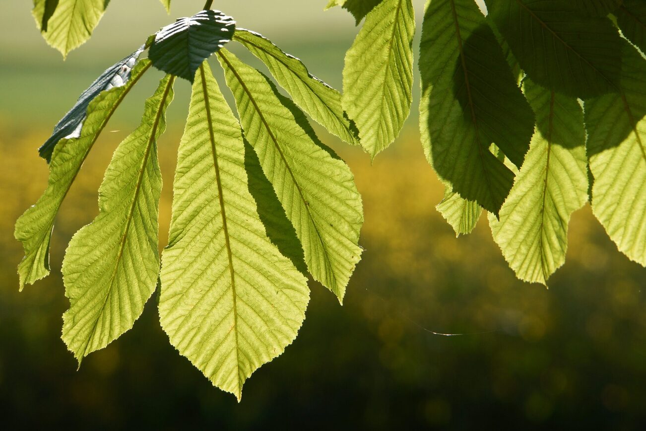 Blätter der Rosskastanie