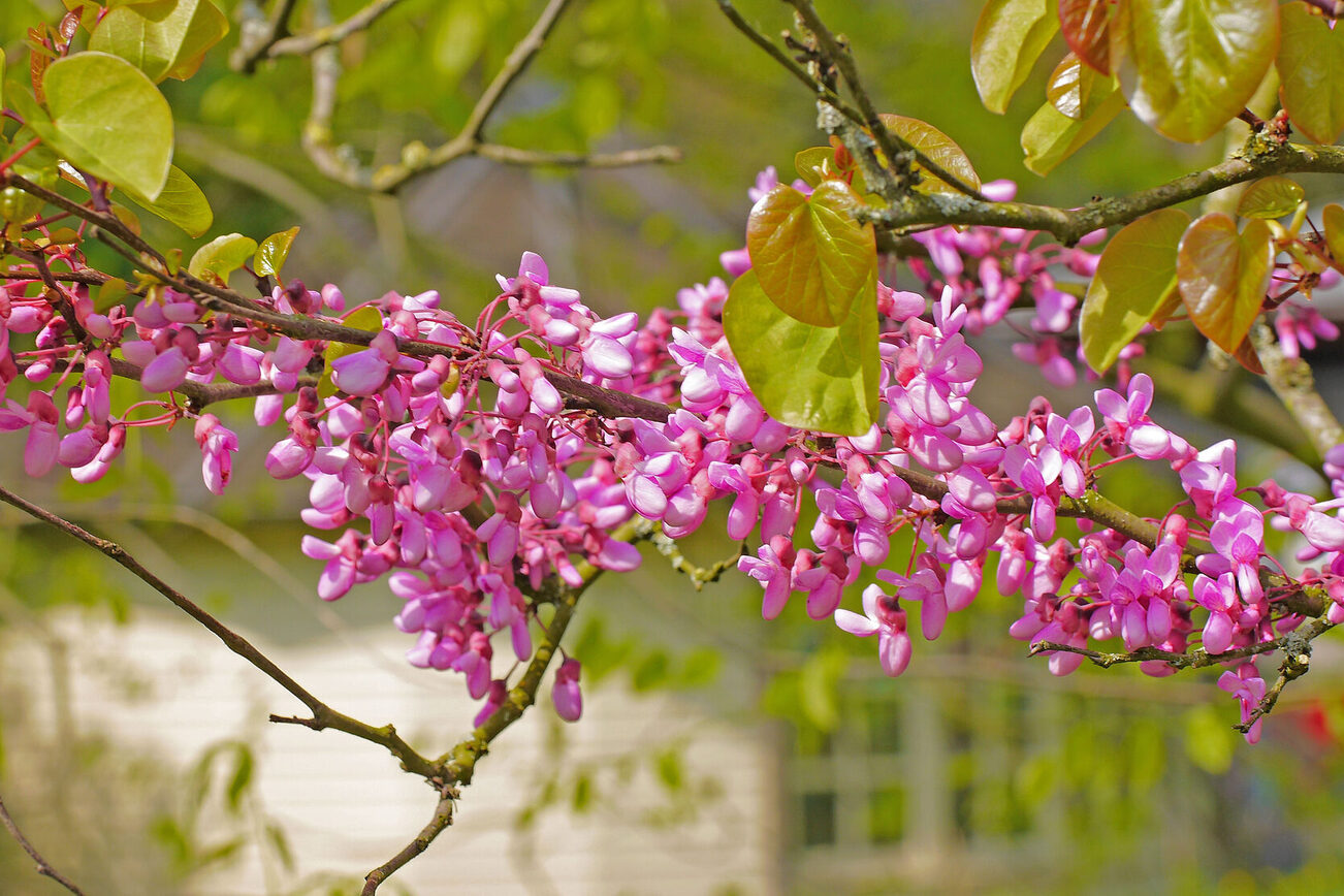 Blüten des Judasbaumes