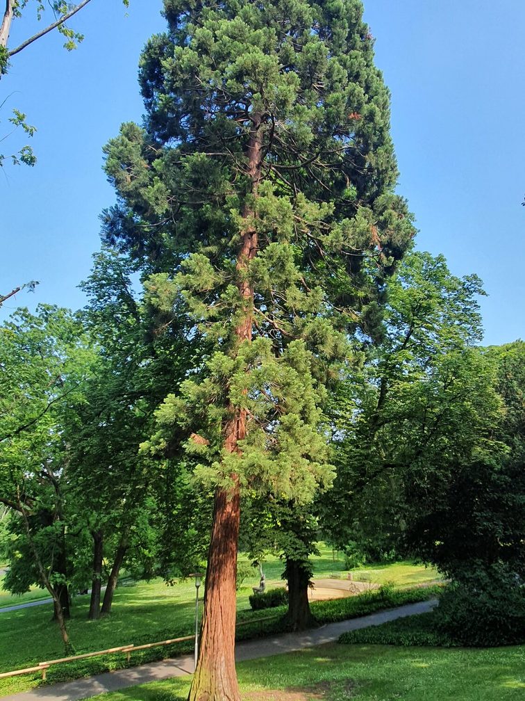 Sequoia