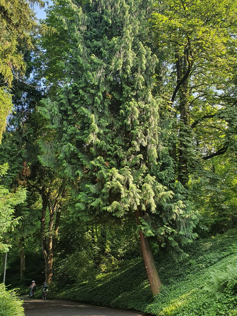 Arbre de vie géant