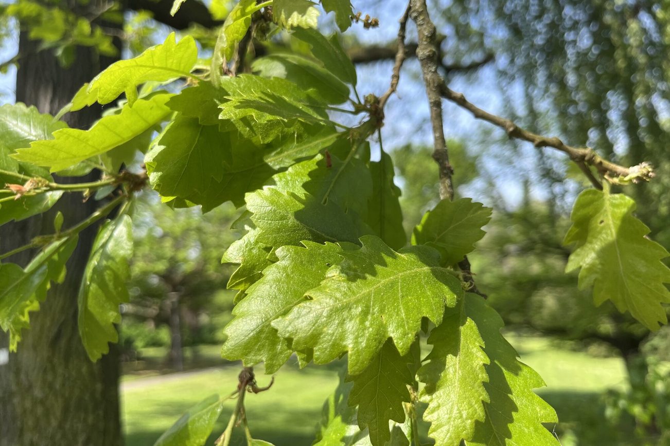 Una foglia dell'albero del destino
