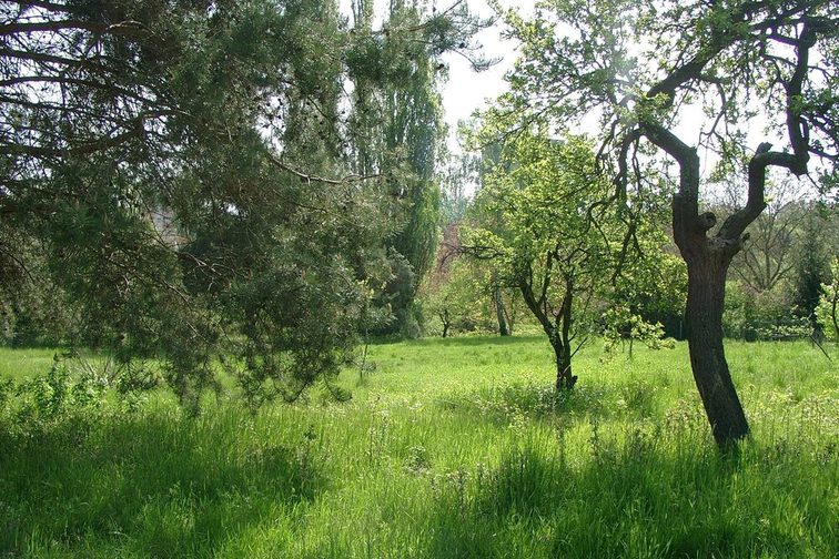 La foto mostra un prato naturale con alberi.