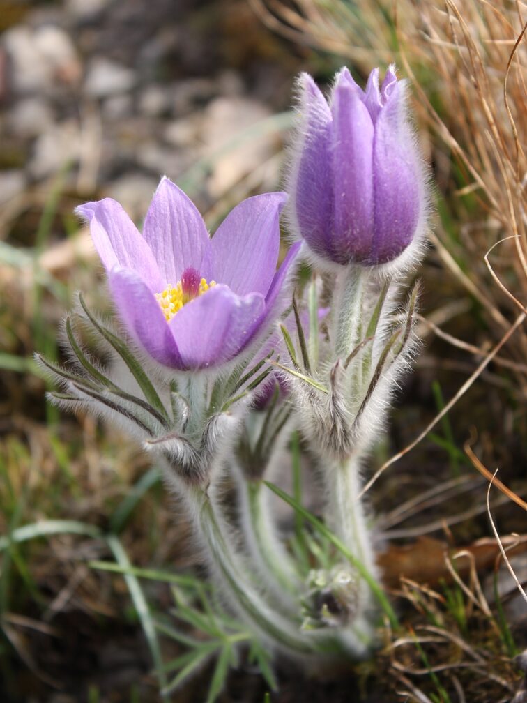Auf dem Foto ist eine lila Blüte abgebildet.