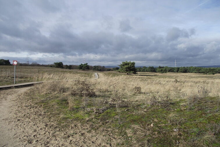 Blick über die Dünenlandschaft des Mainzer Sands