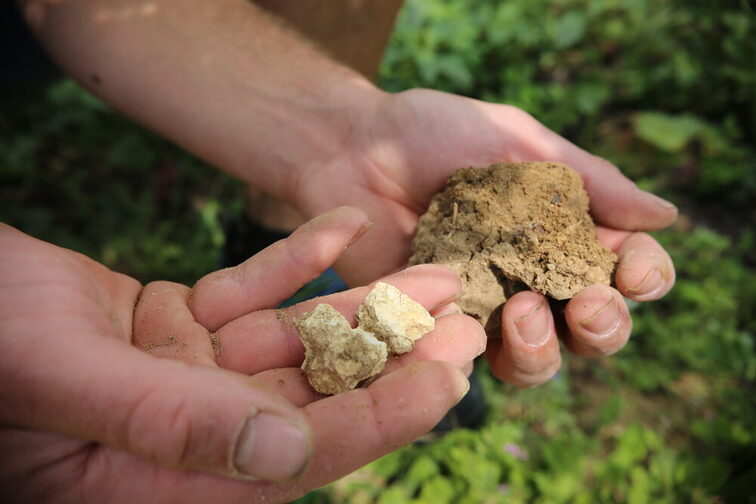 Hände halten Kalkstein