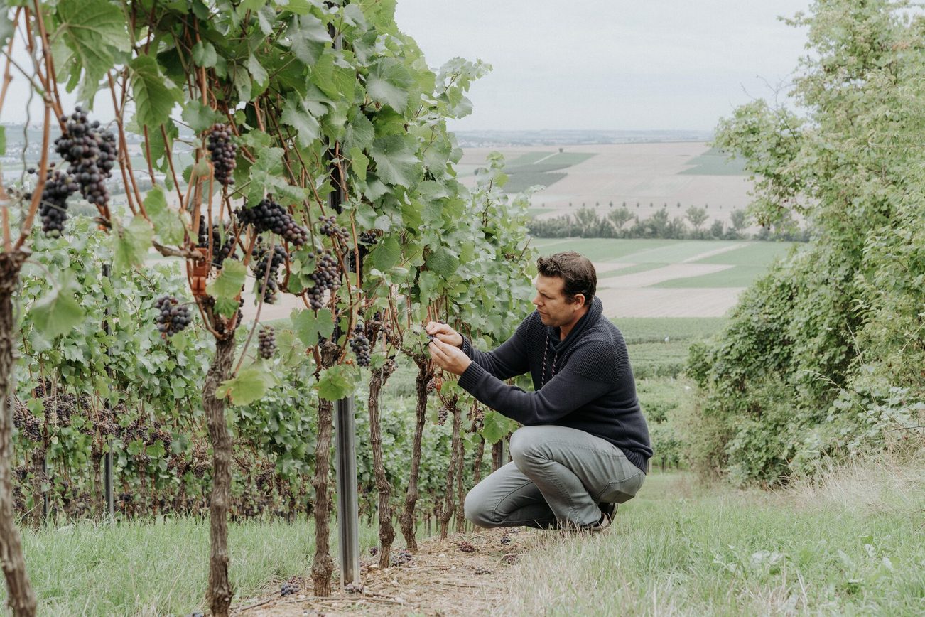 Christian Braunewell examine les vignes