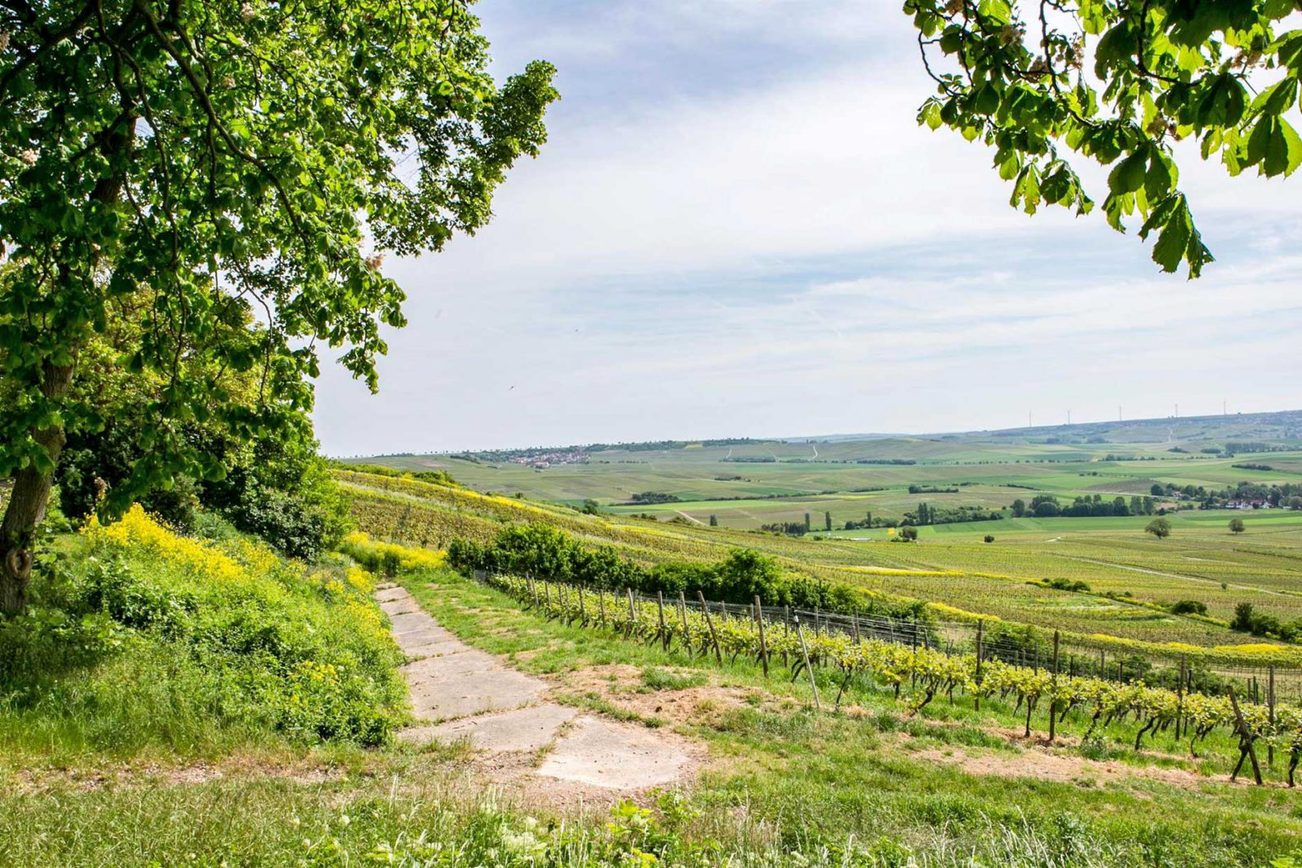 Vista dal Wissberg verso la valle e sulle vigne