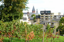 Prominentenweinberg, im Hintergrund der Dom
