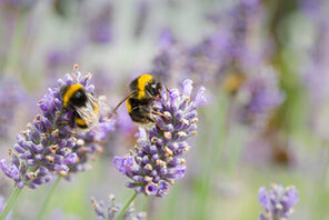 Zwei Hummeln auf Lavendelblüten © AdobeStock Pail Maguire