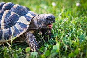 Ein Grieschichelandschildkröte auf einer Wiese © Pixabay EM80