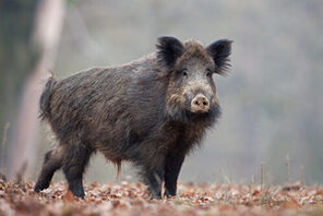 Wildschwein im Wald © adobe.stock.com/prochym