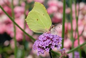 Auf dem Foto ist ein Schmetterling (Zitronenfalter) abgebildet. © Makrowilli