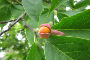 Frucht der Kobushi-Magnolie © Grün- und Umweltamt
