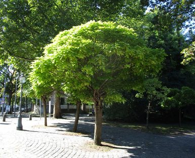 Kugel-Trompetenbaum