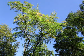 Lederhülsenbaum © Grün- und Umweltamt