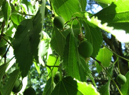 Früchte und Blätter des Zürgelbaumes