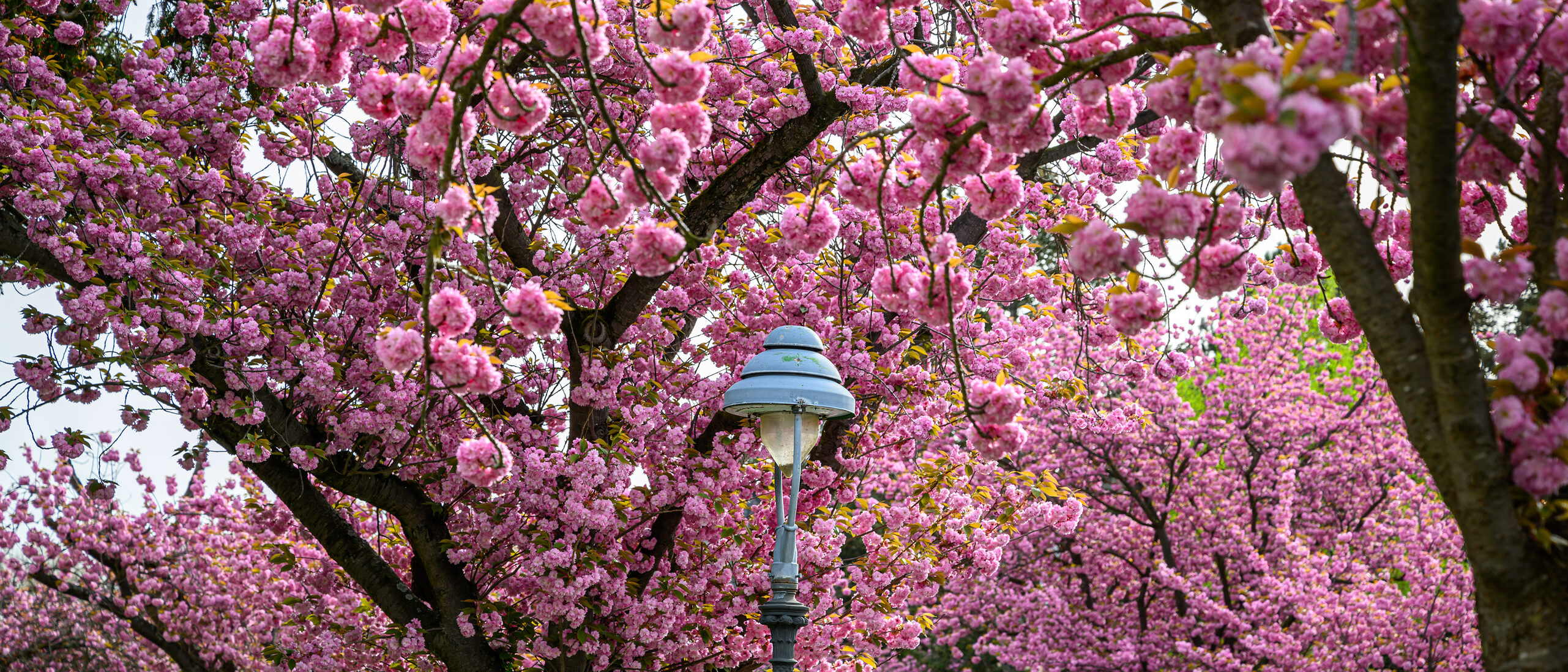 Kirschblüten an den Bäumen in der Ritterstraße in Mainz