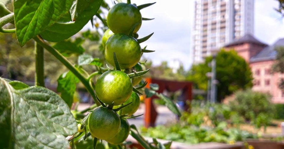 Des tomates sur la place Romano-Guardini