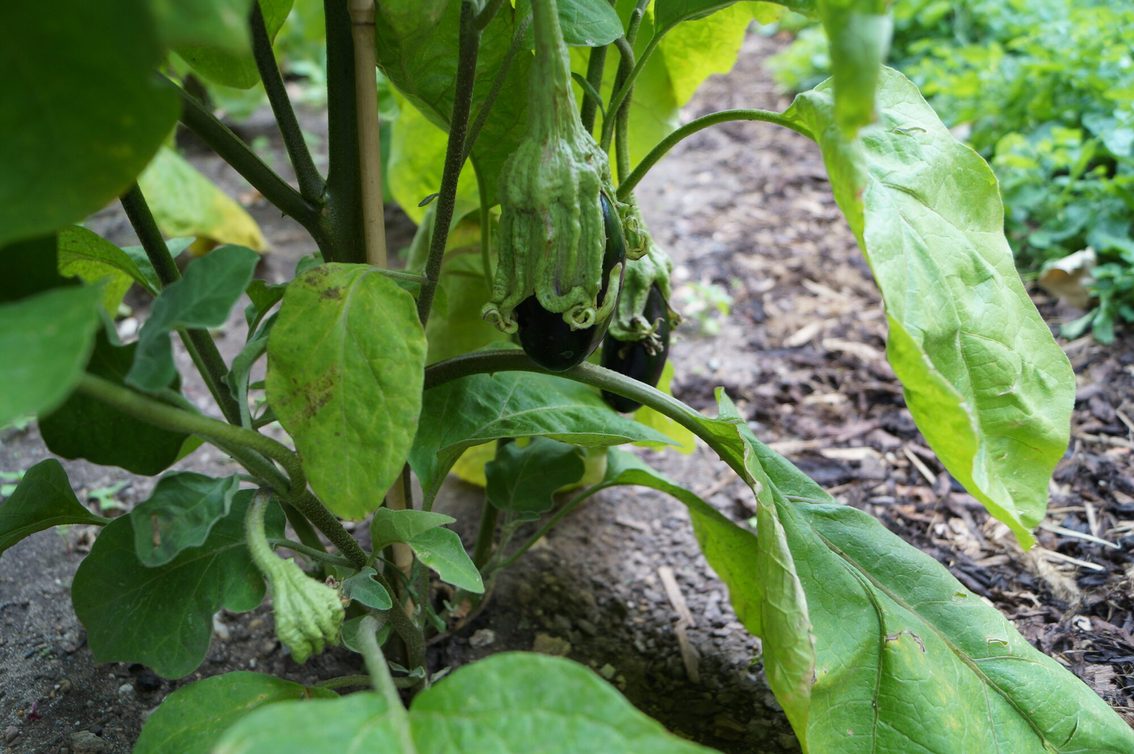 Des aubergines poussent devant la cathédrale de la Liebfrauenplatz