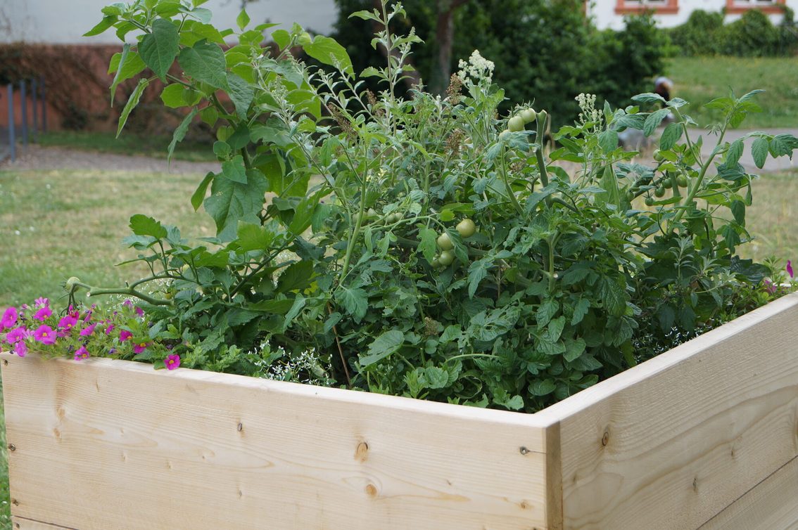 Urban Gardening - Plants de tomates