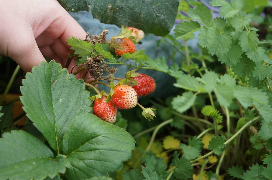 Fraises sur la place Romano-Guardini