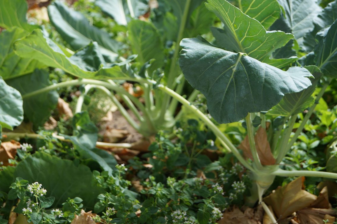 Plante potagère