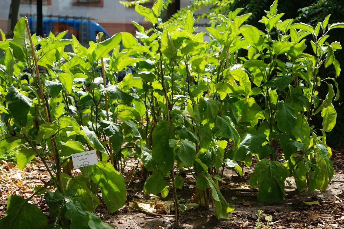 Plantes dans le jardin de la Schillerplatz