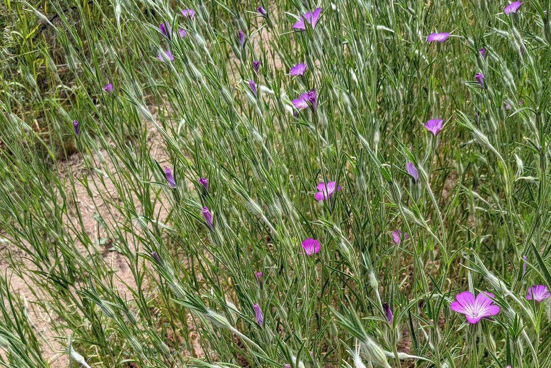 Agrostemma githago