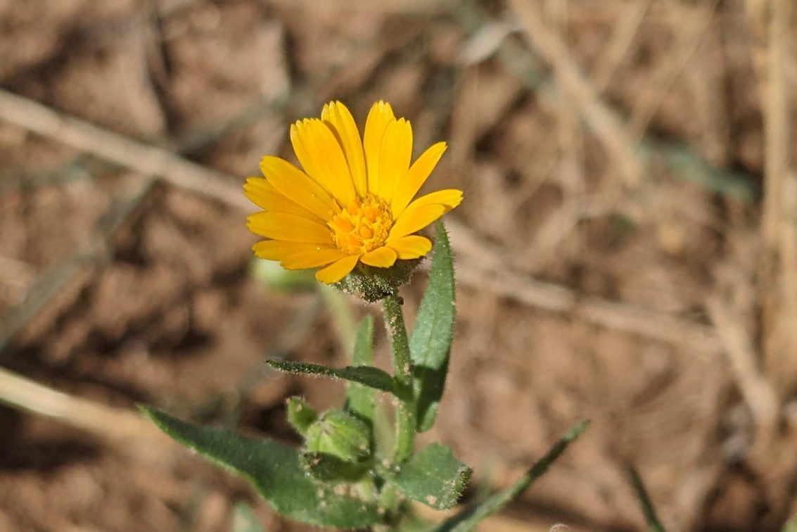 Calendula arvensis