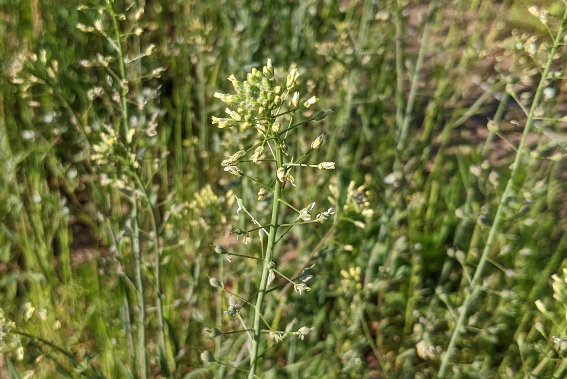 Camelina microcarpa