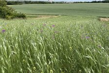 Bildergalerie Erhaltungsacker TH Bingen Erhaltungsacker Lerchenberg im Mai