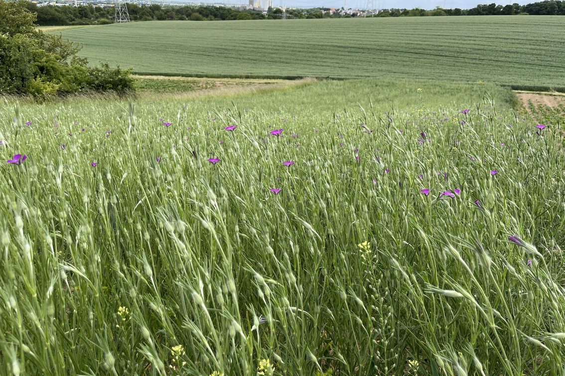 Terrain de conservation Lerchenberg