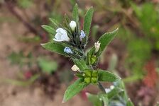 Bildergalerie Erhaltungsacker TH Bingen Acker-Steinsame - Buglossoides arvense