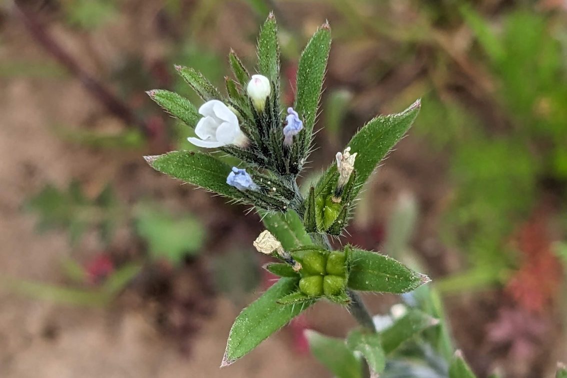 Buglossoides arvense
