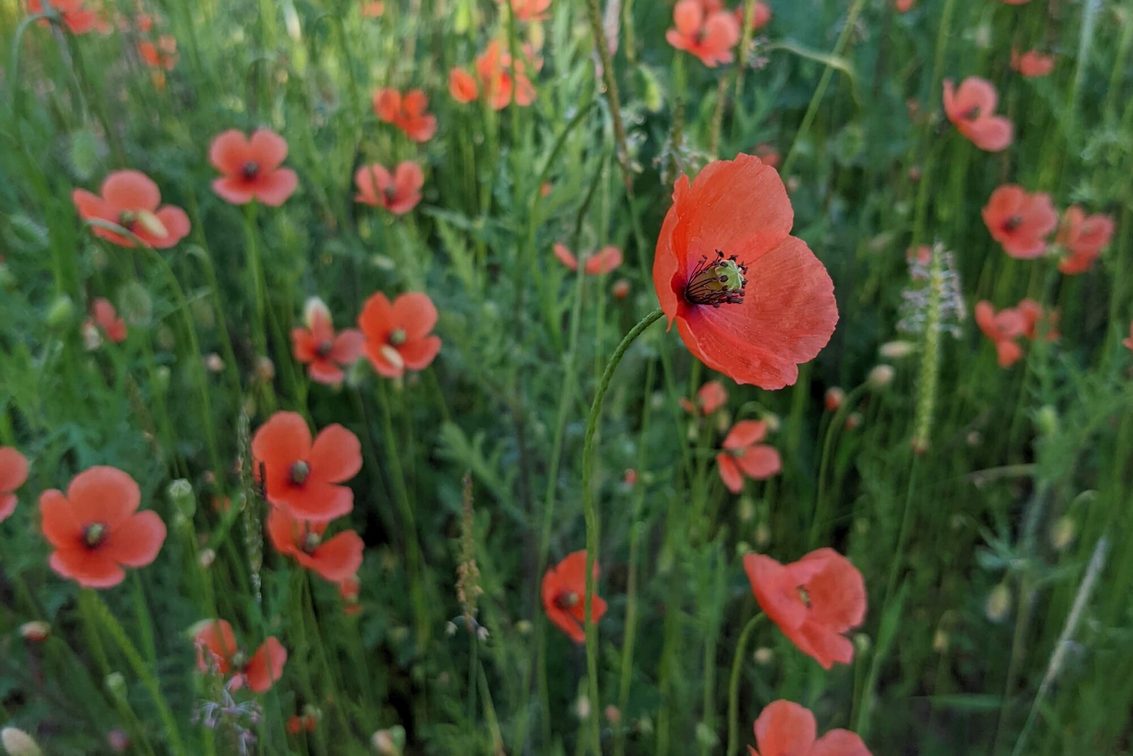 Papaver confine